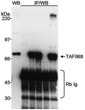Rabbit TAFII68 Antibody