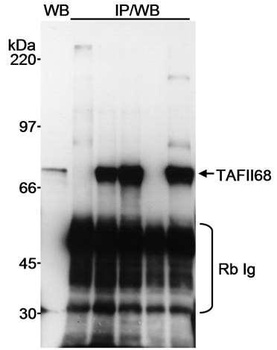 Rabbit TAFII68 Antibody