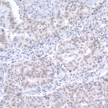 Rabbit anti-RAP1 Antibody