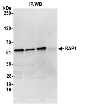 Rabbit anti-RAP1 Antibody