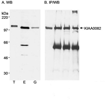 Rabbit anti-KIAA0082 Antibody