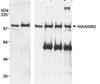 Rabbit anti-KIAA0082 Antibody