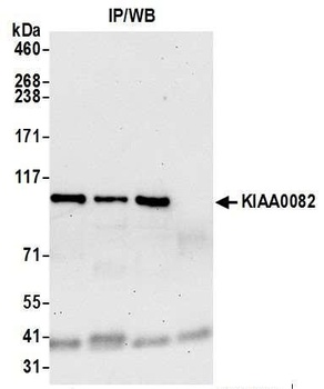 KIAA0082 Antibody