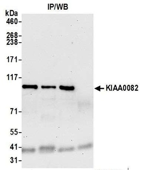 Rabbit anti-KIAA0082 Antibody