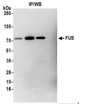 Rabbit anti-FUS Antibody