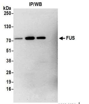 FUS Antibody