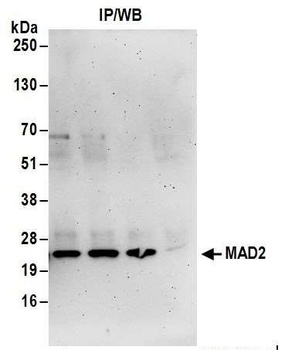 MAD2 Antibody