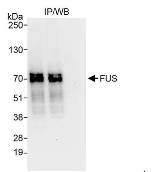 Rabbit anti-FUS Antibody