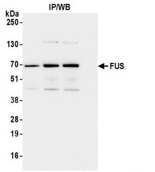 FUS Antibody