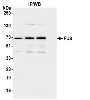 Rabbit anti-FUS Antibody