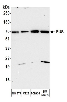 Rabbit anti-FUS Antibody