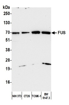 FUS Antibody