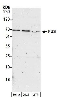Rabbit anti-FUS Antibody