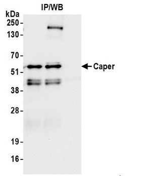 Rabbit anti-Caper Antibody