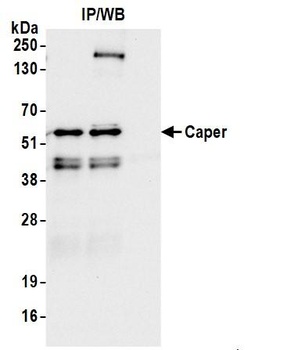 Caper Antibody