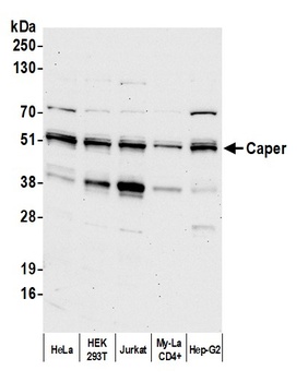 Rabbit anti-Caper Antibody