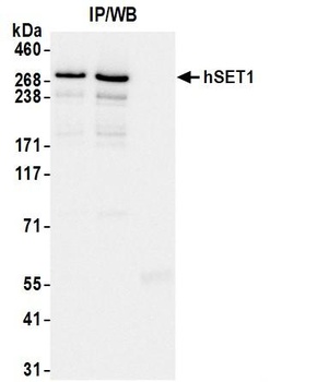 hSET1 Antibody