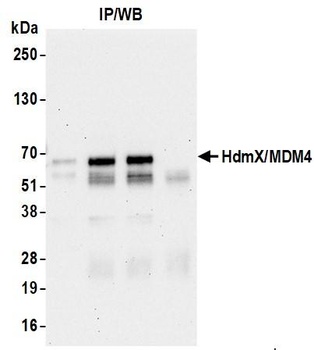 HdmX/MDM4 Antibody