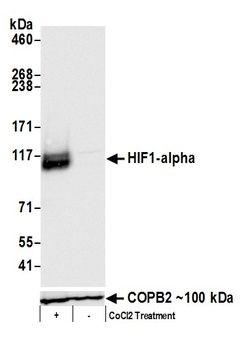 Rabbit anti-HIF1-alpha Antibody