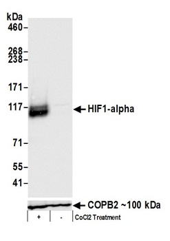 HIF1-alpha Antibody