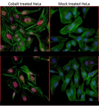 Rabbit anti-HIF1-alpha Antibody