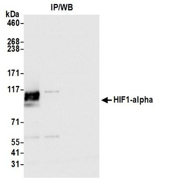 Rabbit anti-HIF1-alpha Antibody