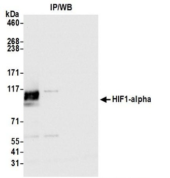 HIF1-alpha Antibody