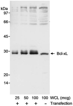 Rabbit anti-Bcl-xL Antibody