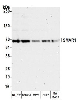 Rabbit anti-SMAR1/BANP Antibody