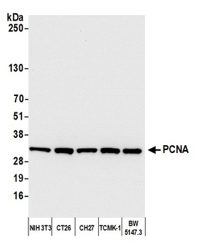 Rabbit anti-PCNA Antibody