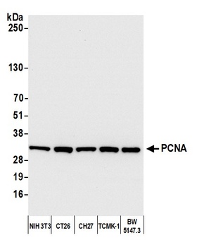 PCNA Antibody