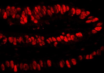 Rabbit anti-PCNA Antibody