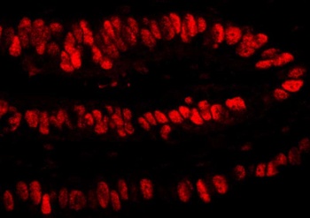 PCNA Antibody