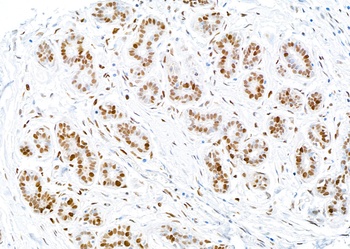 Rabbit anti-PCNA Antibody