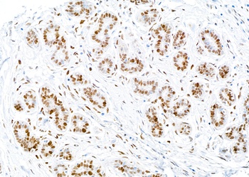 PCNA Antibody