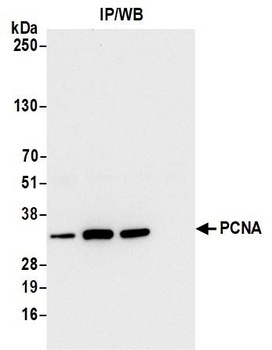 Rabbit anti-PCNA Antibody