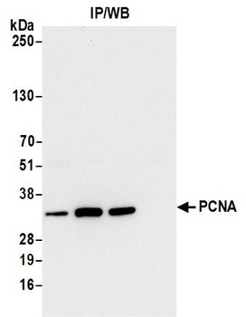 PCNA Antibody