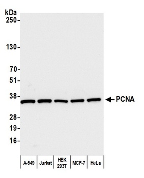 PCNA Antibody