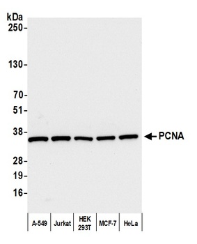 Rabbit anti-PCNA Antibody