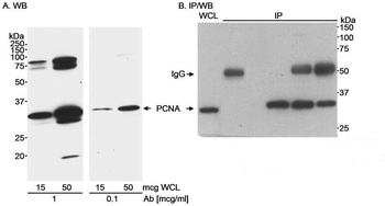 Rabbit anti-PCNA Antibody