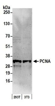 Rabbit anti-PCNA Antibody