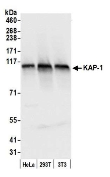 Rabbit KAP-1 Antibody