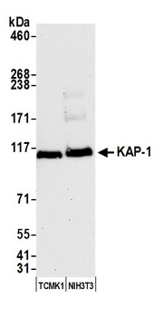 Rabbit KAP-1 Antibody