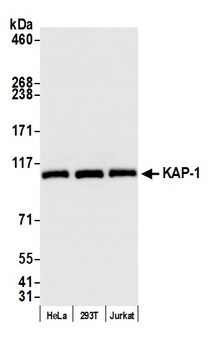 Rabbit KAP-1 Antibody
