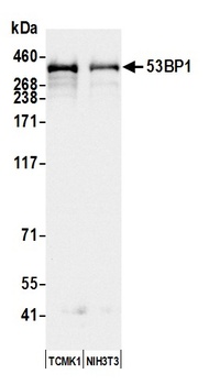 Rabbit anti-53BP1 Antibody