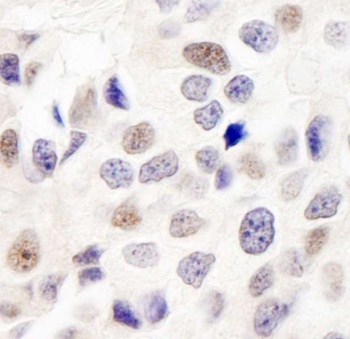 Rabbit anti-INT7 Antibody