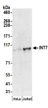 Rabbit anti-INT7 Antibody