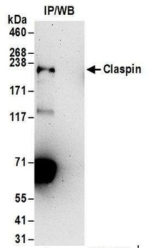 Claspin Antibody