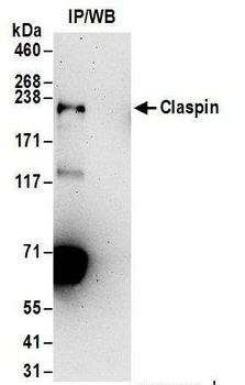 Rabbit anti-Claspin Antibody