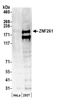 Rabbit ZNF261 Antibody